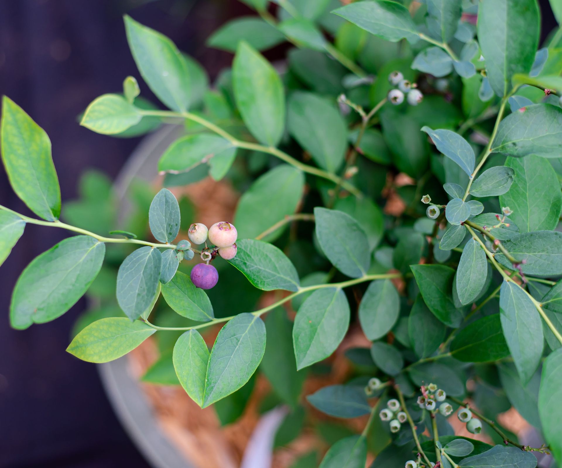 blueberry plant growing in large container