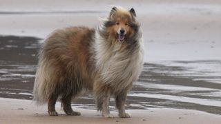 Rough collie