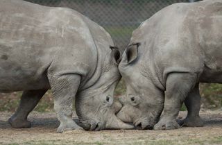 A pair of white rhinos at Thoiry Zoo.