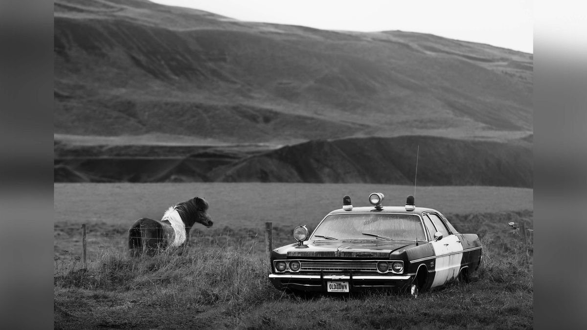 Horse approaches old US police car in countryside.
