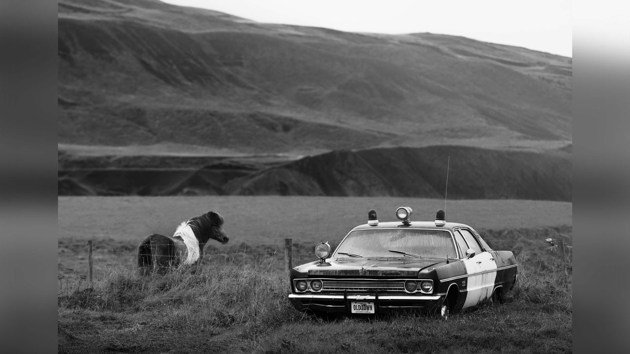Horse approaches old US police car in countryside.