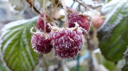 will raspberries survive frost: Raspberries Covered With Frost Hanging On The Bush