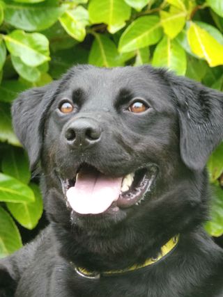 Dogs Trust Mosley