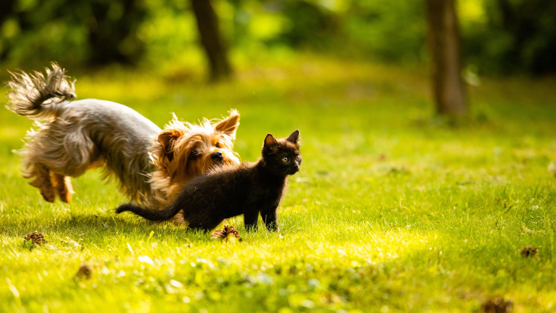 Dog chasing cat