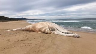Experts are unsure how the whale died.