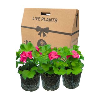 Three pink geranium plants sitting in front of a cardboard box for live plants on a white background