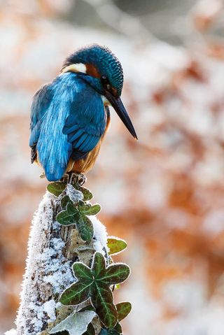 A kingfisher on the River Ayr, taken by Ian Todd ©2018 British Wildlife Photography Awards