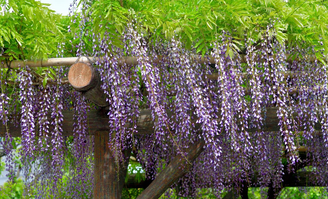 wisteria on a pergola