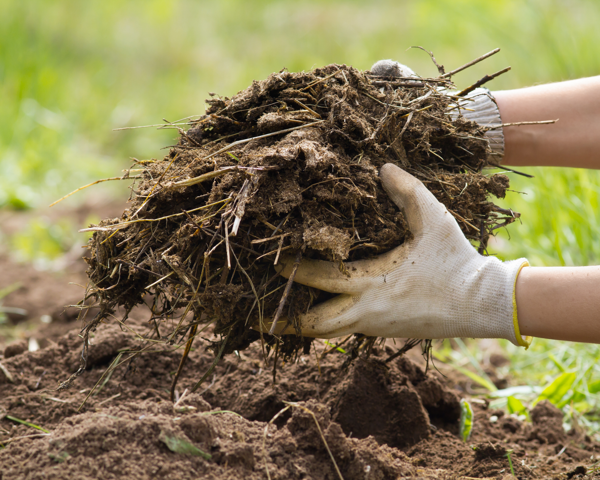 hands holding manure
