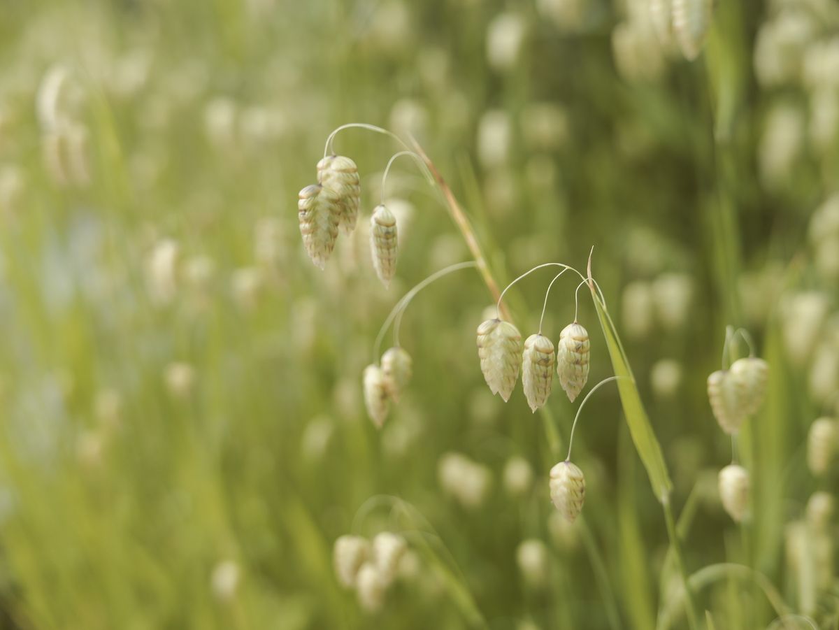 Sample image taken with the Panasonic Lumix L10; close up of a long grass and seed