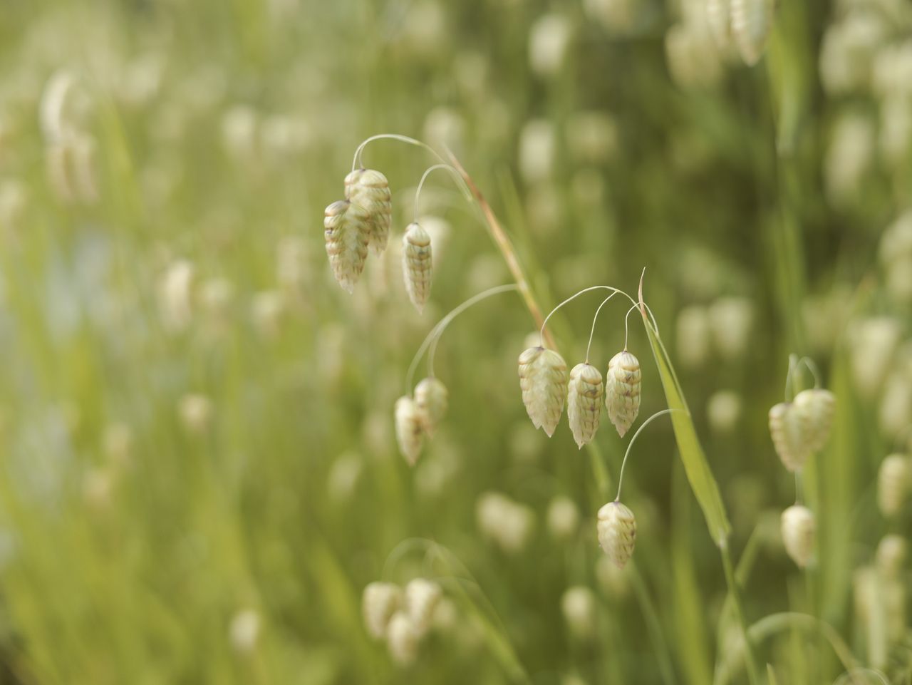 Sample image taken with the Panasonic Lumix L10; close up of a long grass and seed
