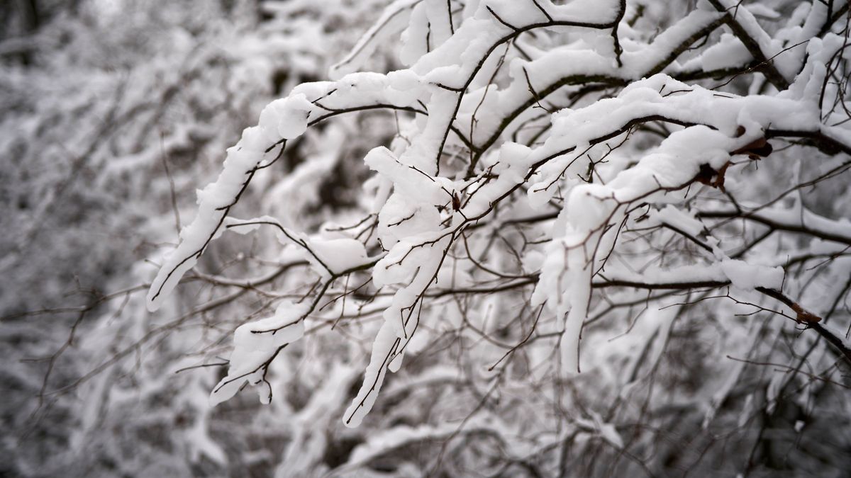 What to do after it snows in your garden — top tips to help plants ...