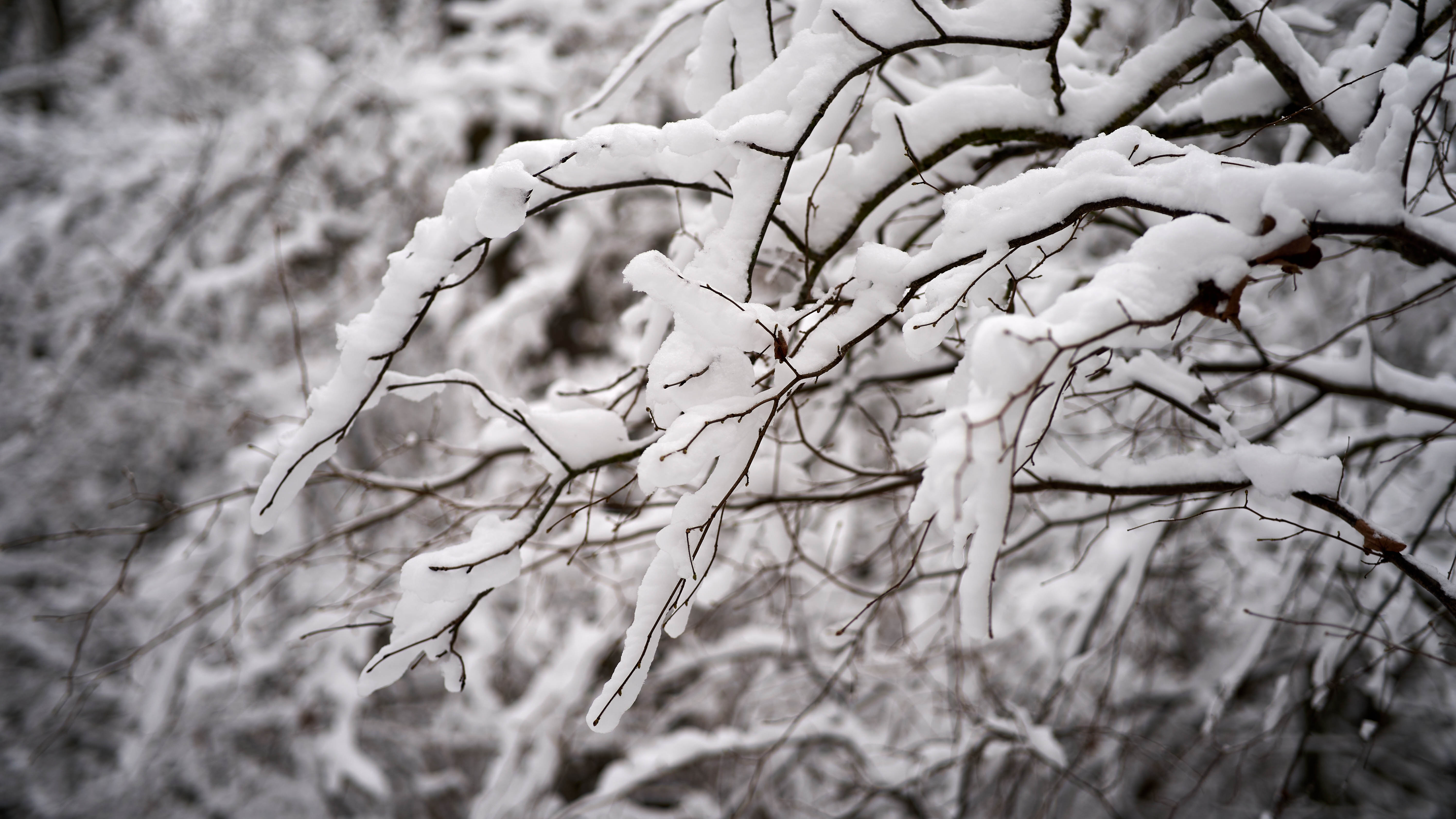 Снег на ветке дерева
