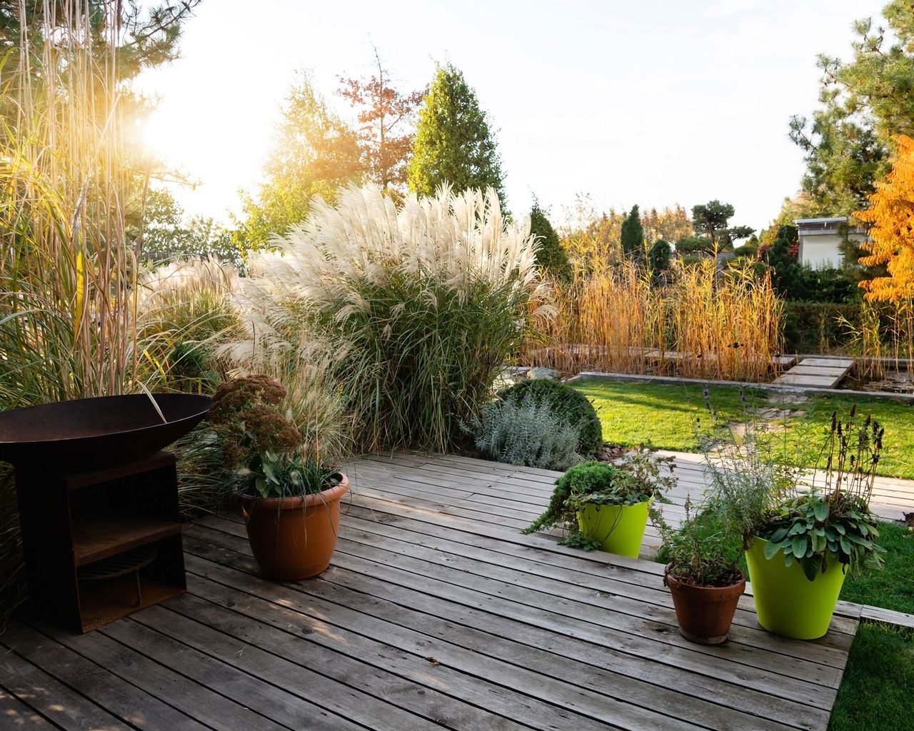 How to grow pampas grass expert advice for new colors Livingetc