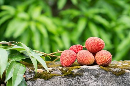 Lychee Tree Branch With Fruits