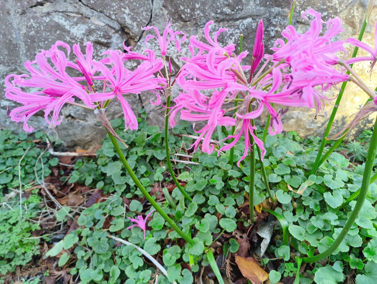 Several stems of bright pink, spidery flowers, likely Nerine or similar, rise above low-growing green ground cover in front of a textured stone wall.