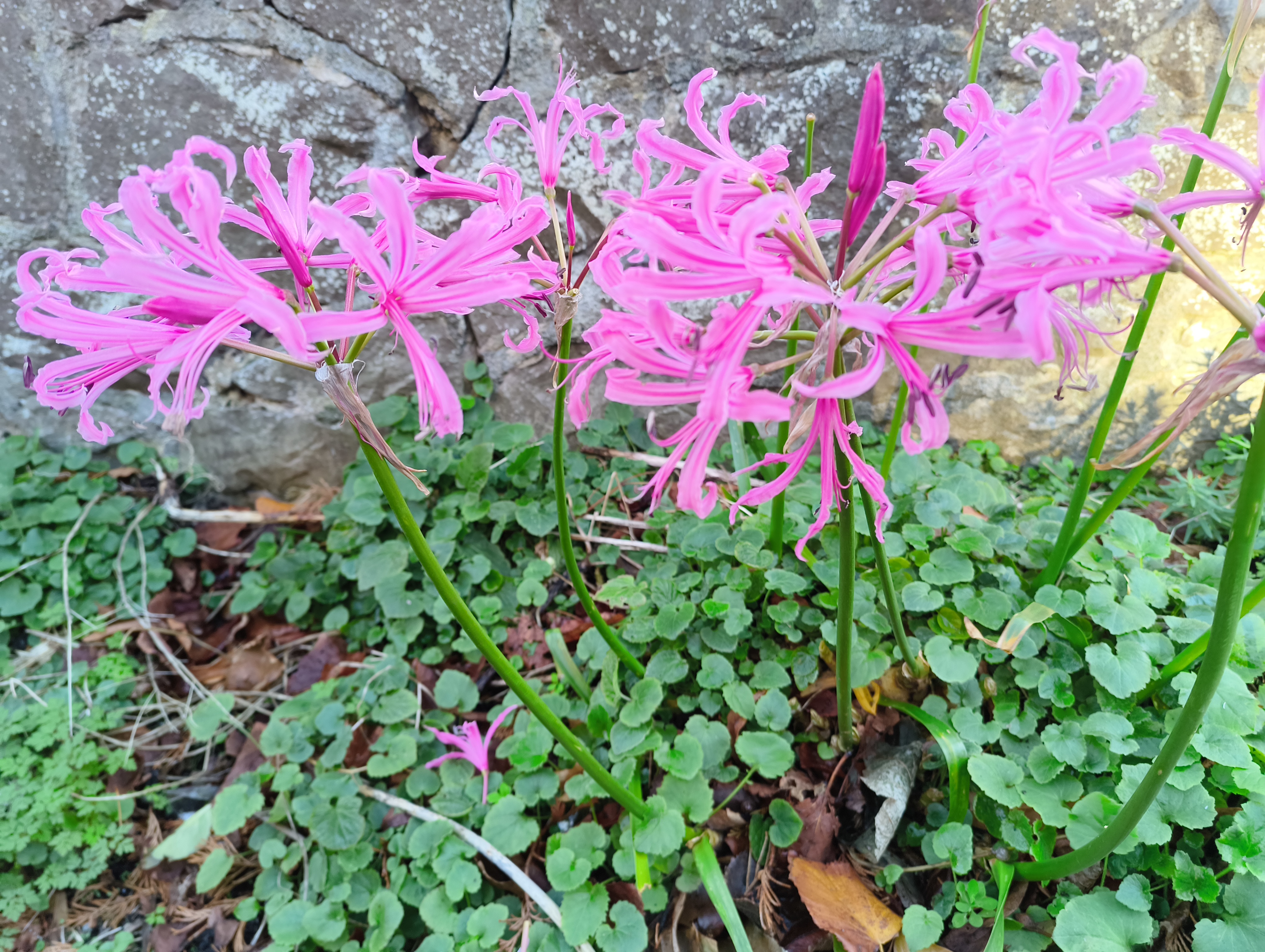 Several stems of bright pink, spidery flowers, likely Nerine or similar, rise above low-growing green ground cover in front of a textured stone wall.