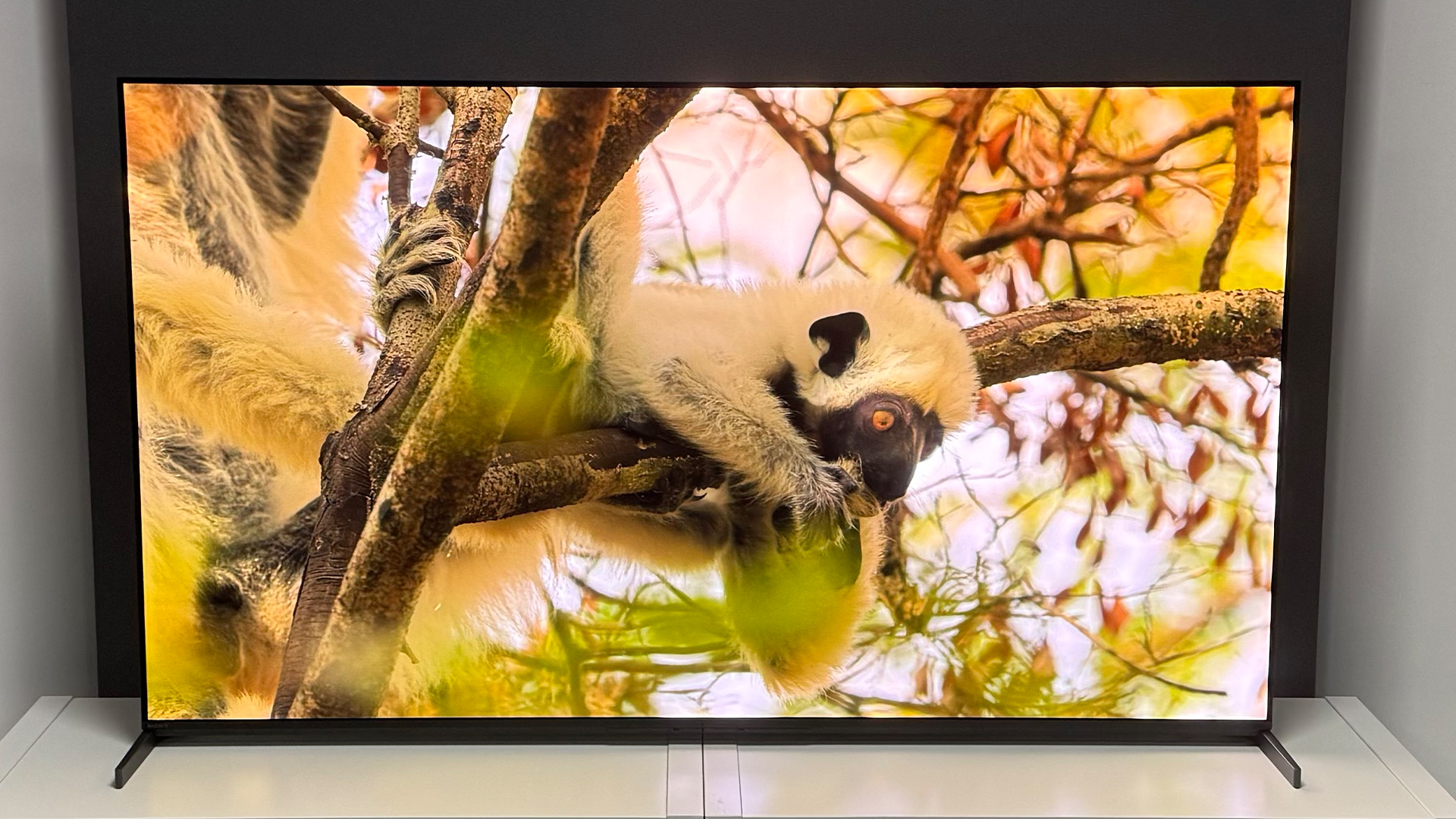 The 55-inch Sony Bravia 8 II QD-OLED TV photographed on a white table. On the screen is a nature documentary.