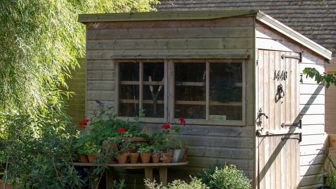 Plants in terracotta pots outside wooden shed in garden