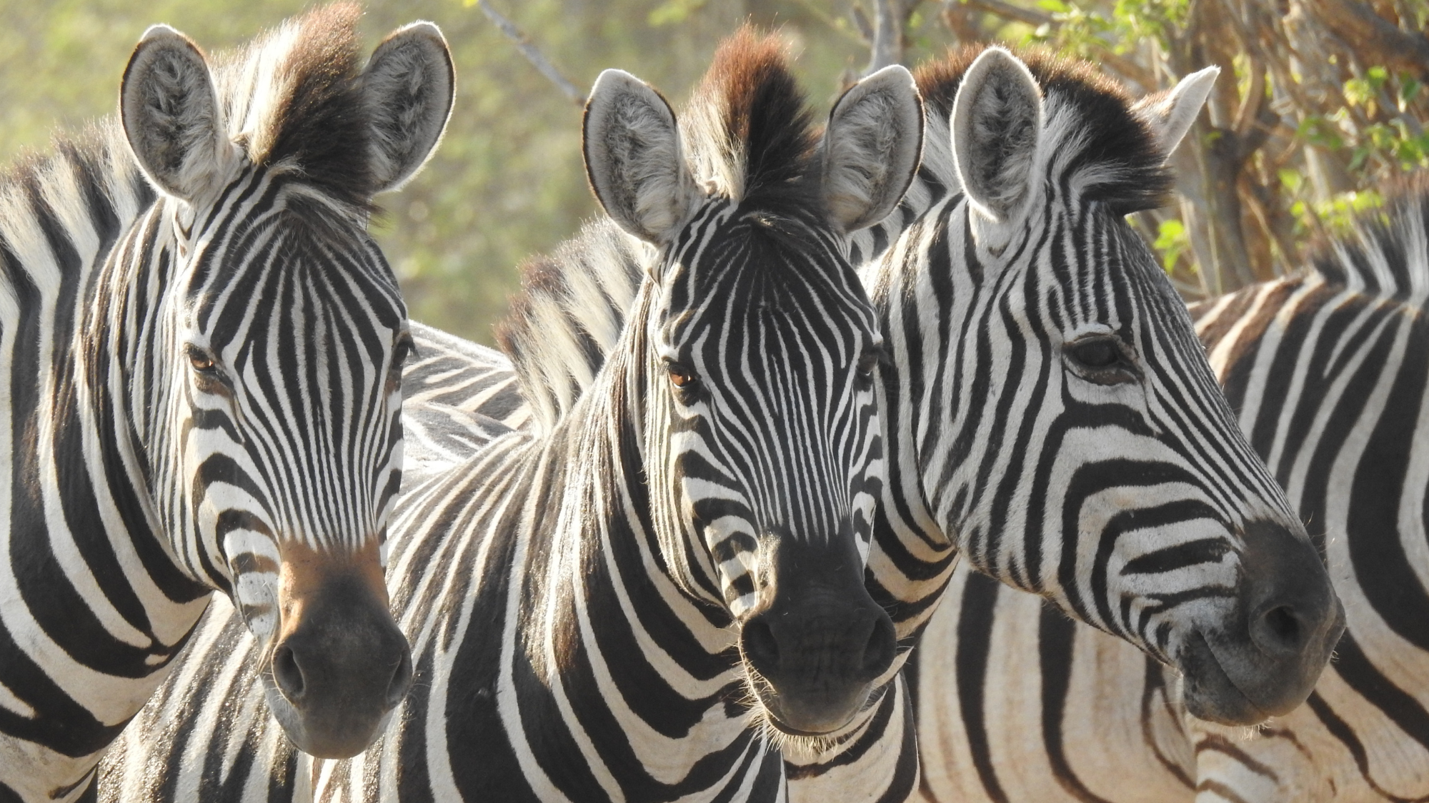 Zebras on safari in Botswana