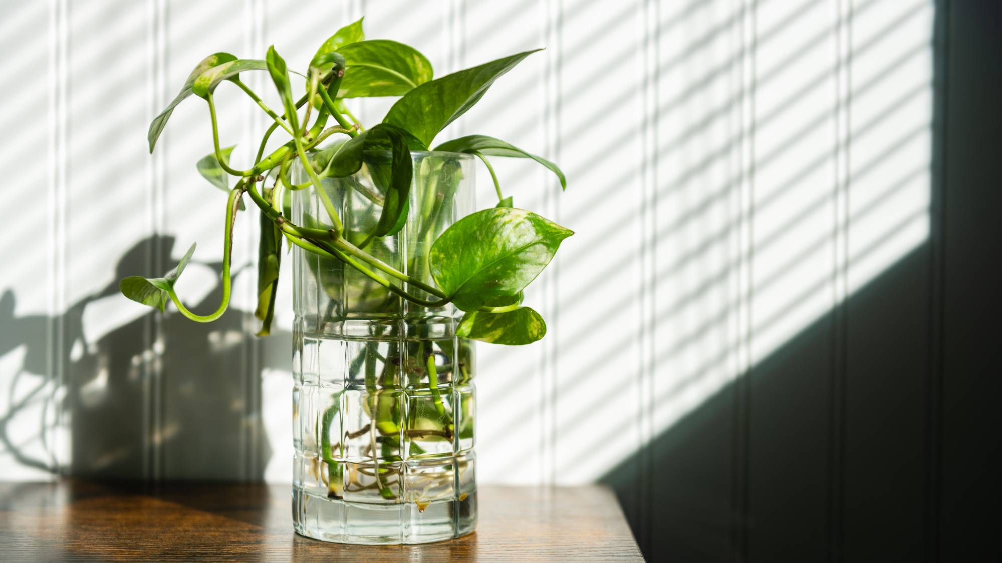 Propagated cutting of pothos in jar of water