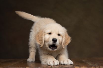 A golden retriever puppy.