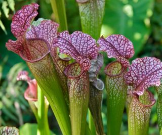 Sarracenia drummondii S leucophyla, Crimson pitcher plant