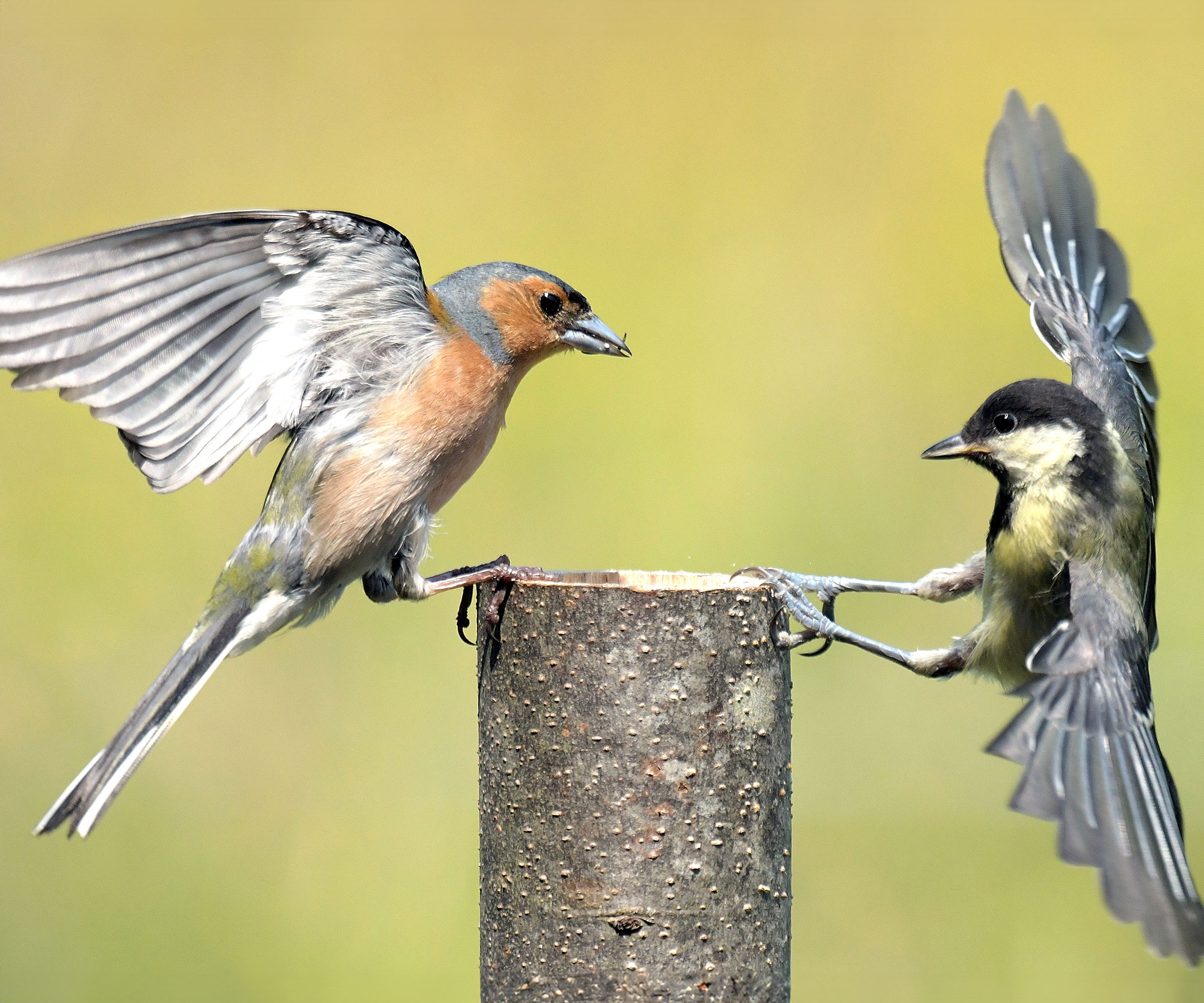 chaffinch and great tit birds fighting on tree stump