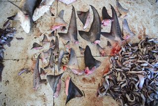A variety of removed fins laid out across the floor.