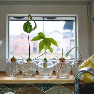 Growing avocado from stone on windowsill