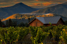 vineyards with a winery in the background