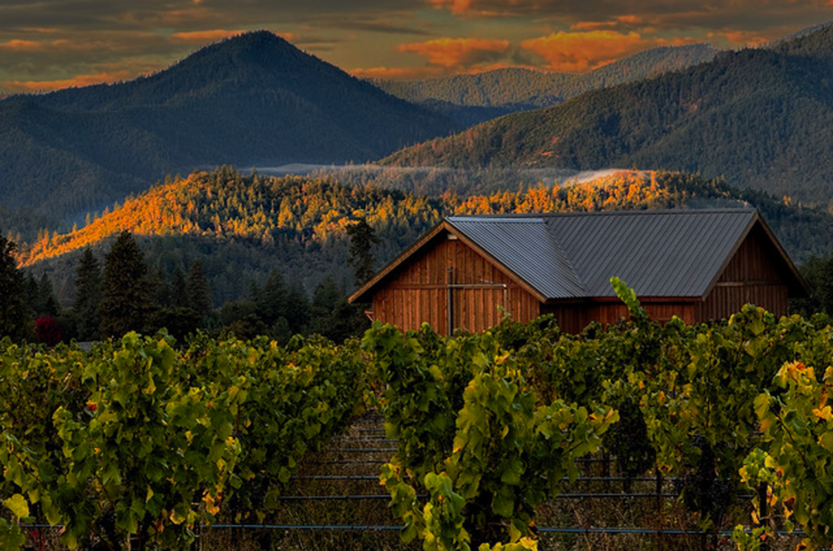 vineyards with a winery in the background