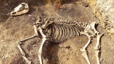 SkeletonRMCreditTinaRowe-2.jpg