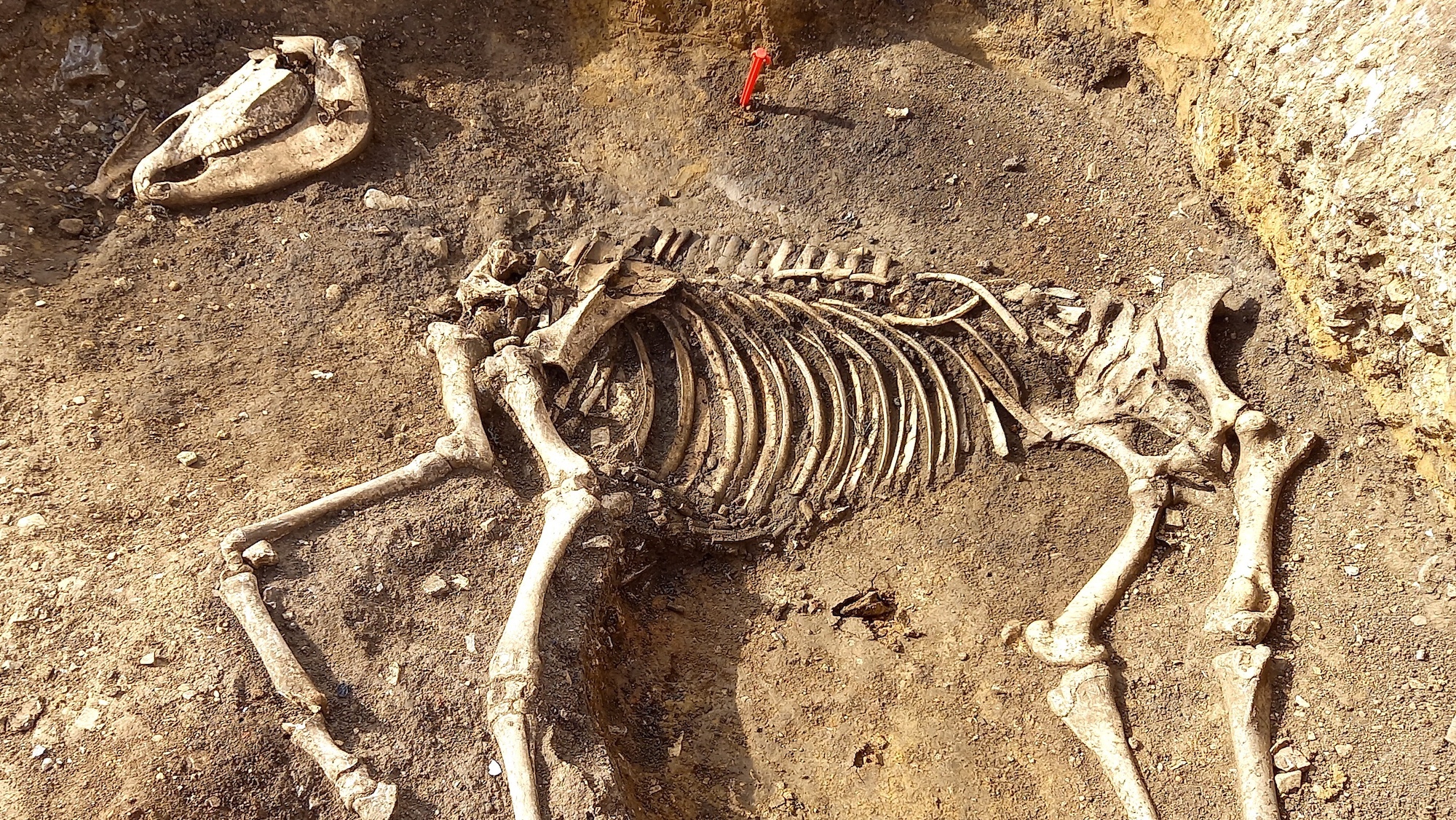 SkeletonRMCreditTinaRowe-2.jpg