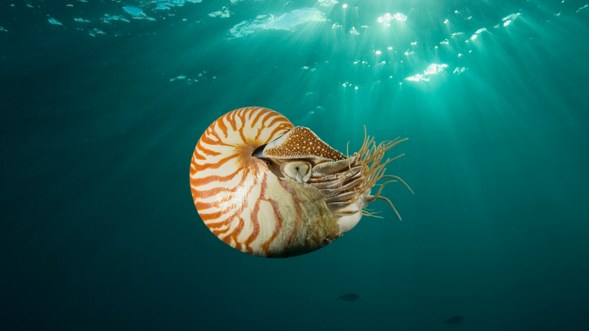 Close-up of a nautilus, its curved shell striped red and white as its eye gazes into the camera.