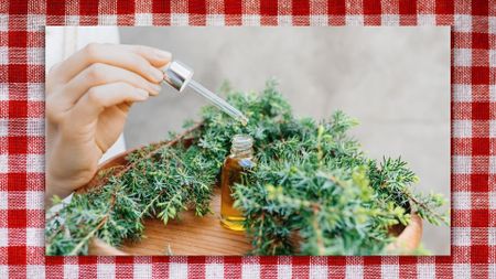 A bottle of essential oils surrounded by greenery with a woman's hand holding the pipet on red tartan cloth background