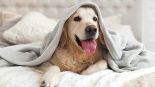 A dog under a blanket on a bed