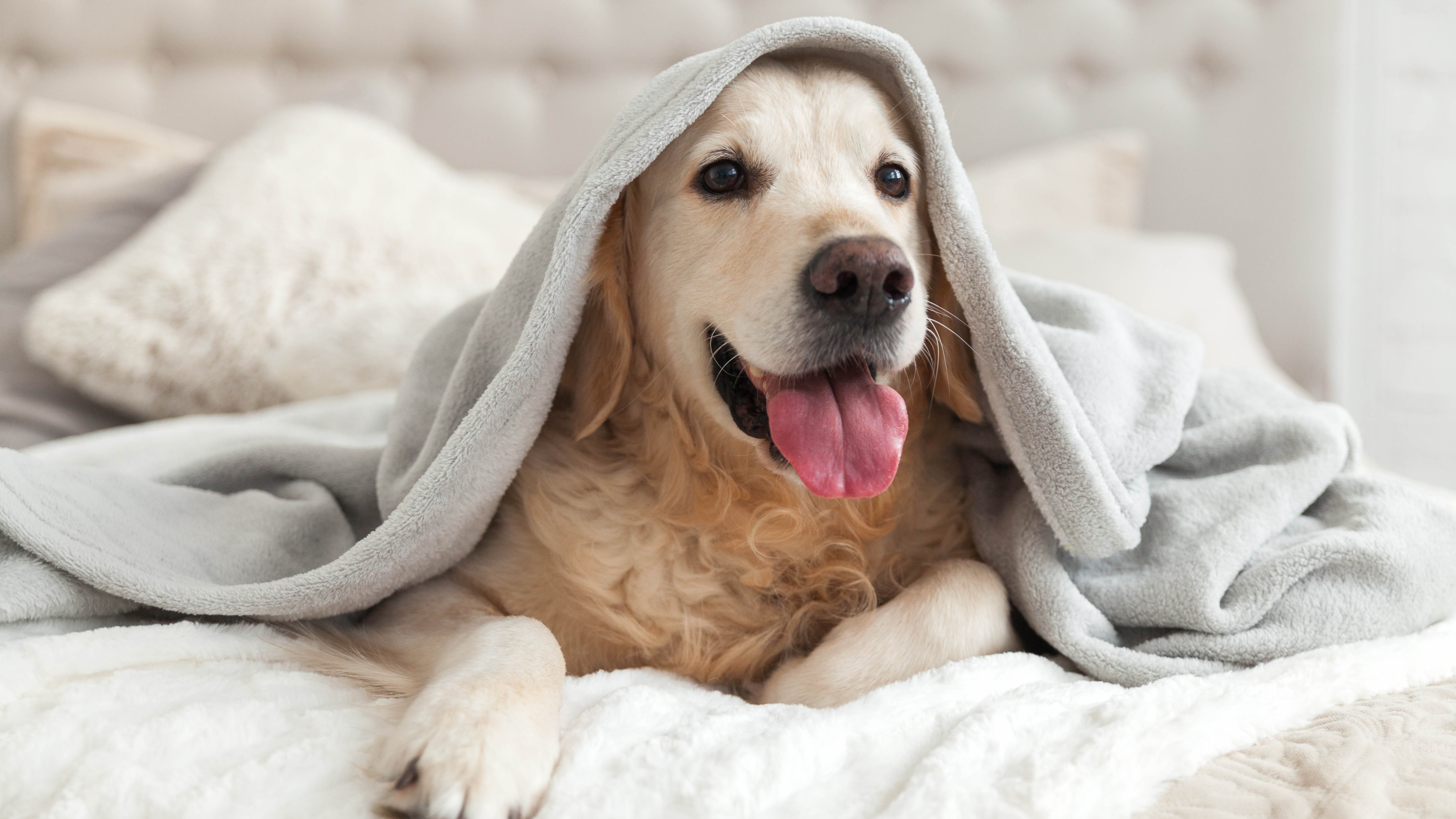 Собака под одеялом на кровати