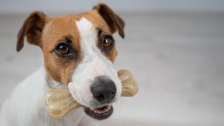 Jack Russell Terrier with bone in mouth