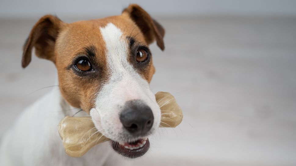 Why do dogs hide food and treats? PetsRadar