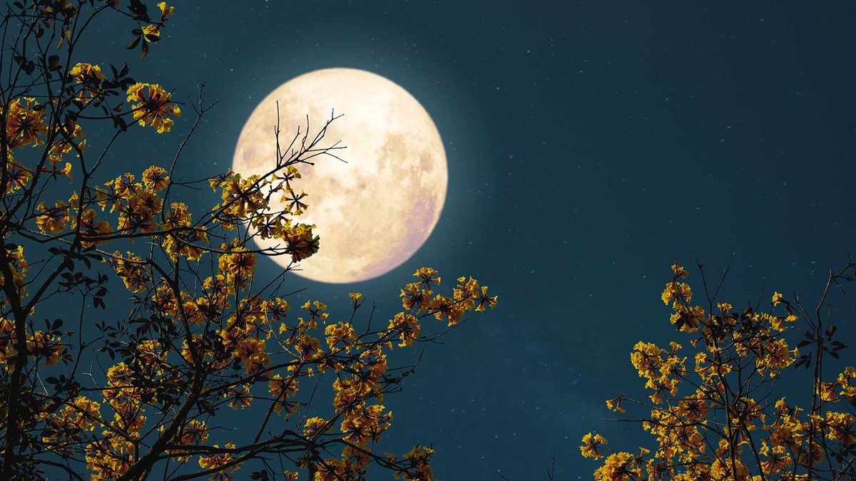 How to garden by the moon – and grow veggies according to lunar phases