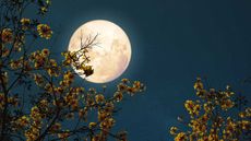 full moon and flowering tree