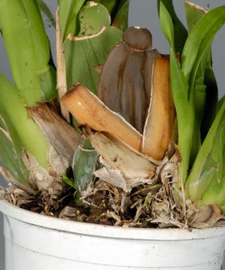 orchid with root rot