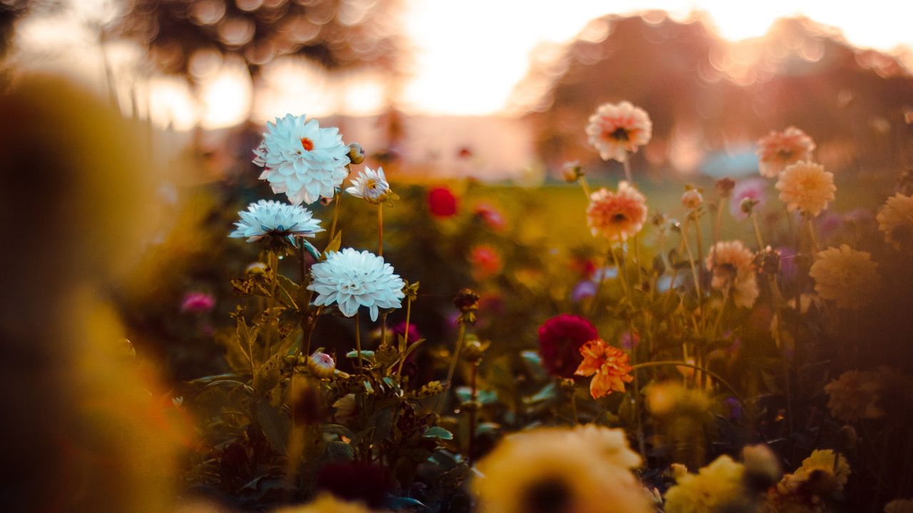 Fall flowers for pots