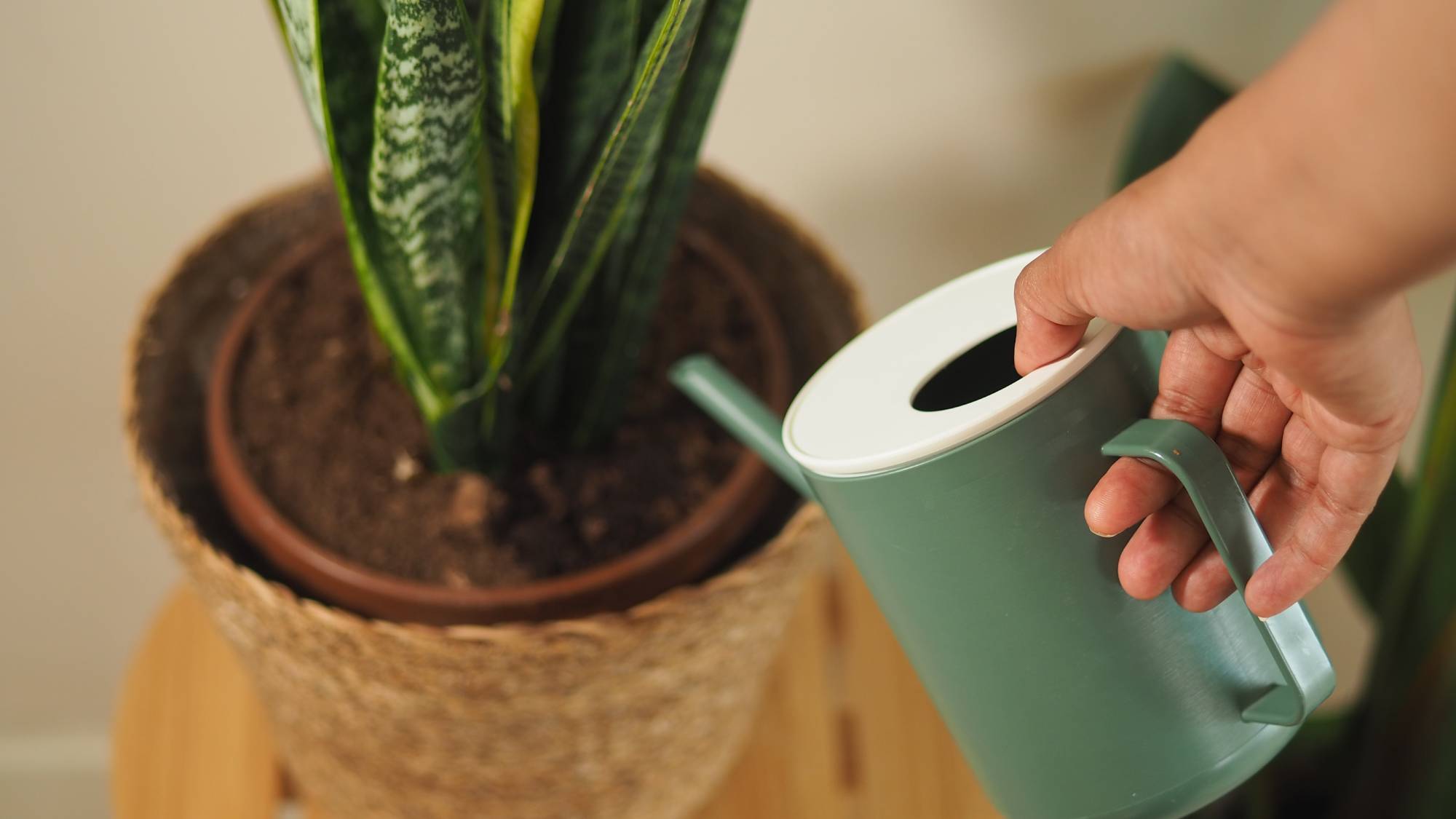 A hand uses a watering can to water a potted snake plant