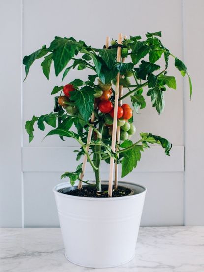 Growing tomatoes store in containers