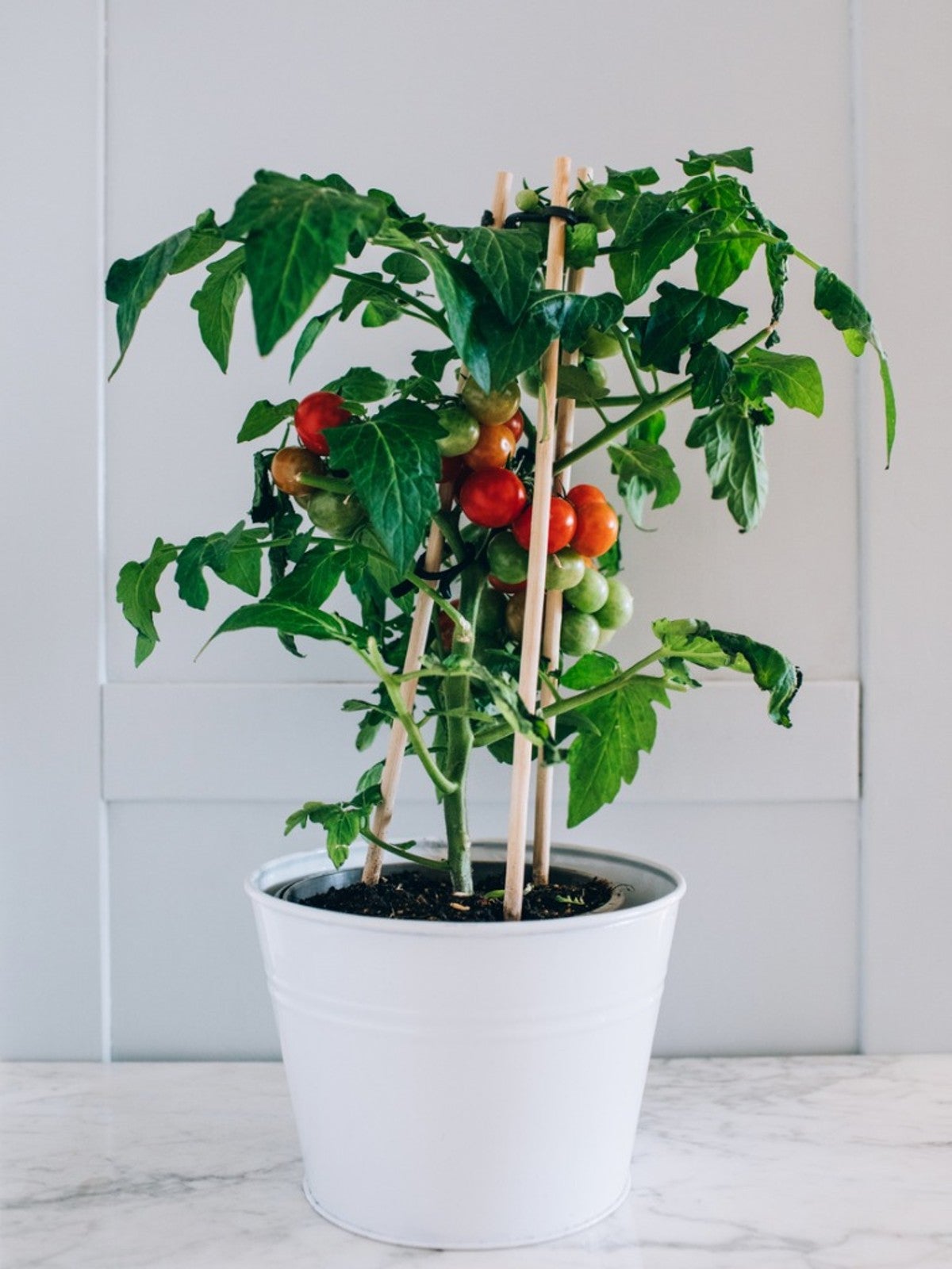 Container Tomatoes: Tips On Growing Tomatoes In Containers