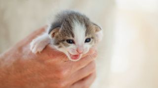 Close up of hands holding newborn kitten