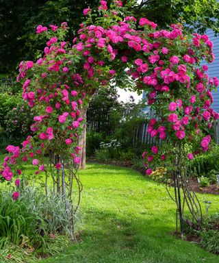 A beautiful rose arbour as an entrance to a backyard garden.