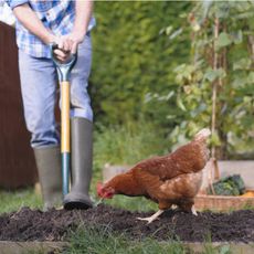 A chicken pecks at soil in front of a gardener with a shovel